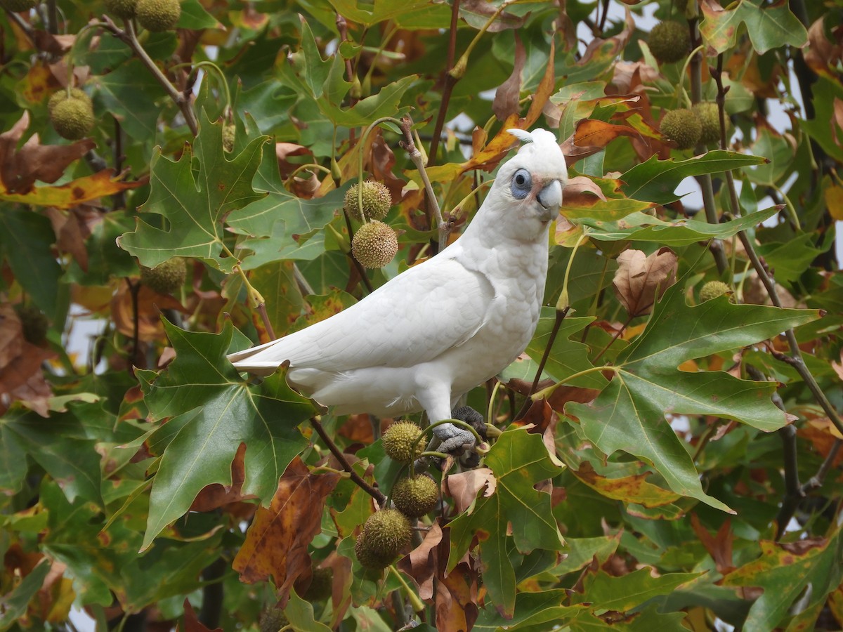 Cacatúa Sanguínea - ML615528074