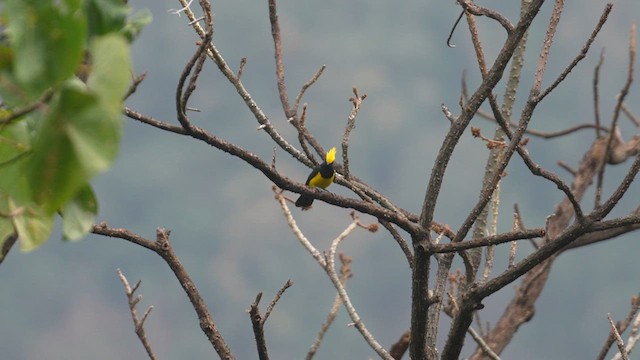 Sultan Tit - ML615528080