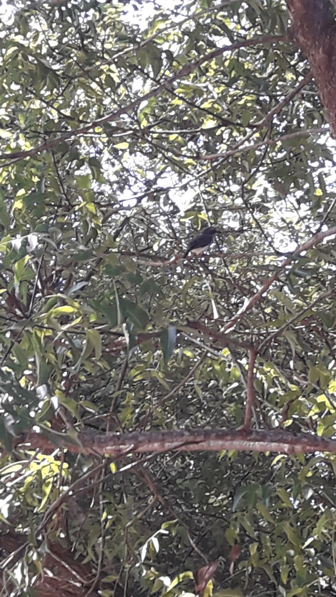 Sri Lanka Woodshrike - ML615528084