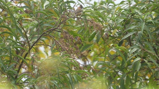 Whiskered Yuhina - ML615528088