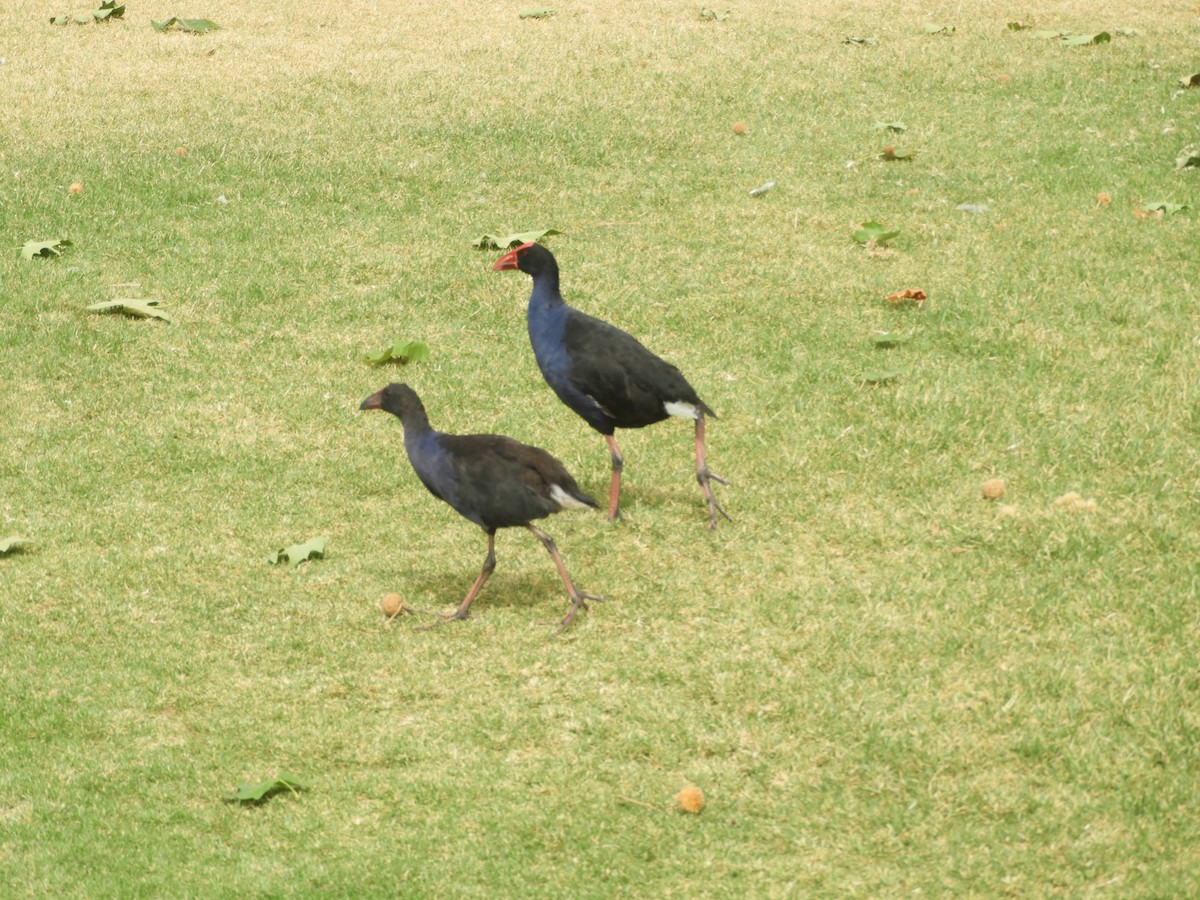 Australasian Swamphen - Charles Silveira