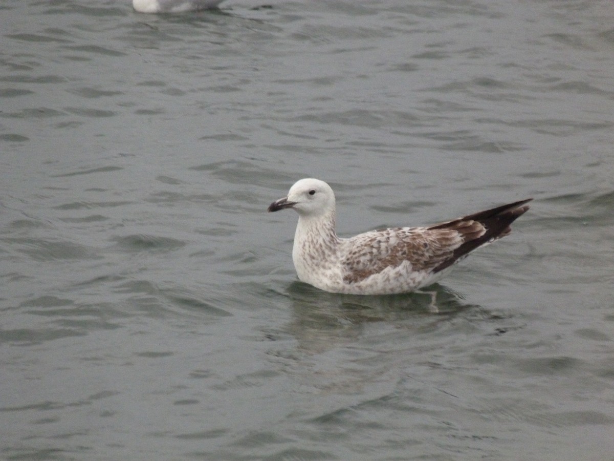 Caspian Gull - Juan Diego Acevedo Barberá