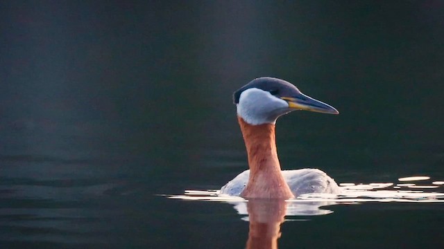 Red-necked Grebe - ML615528164