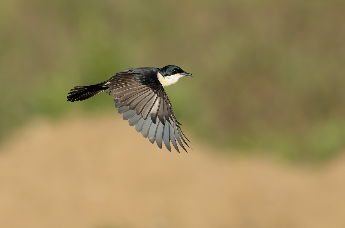 Restless Flycatcher - ML615528175