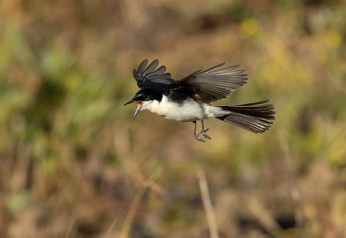 Restless Flycatcher - ML615528176