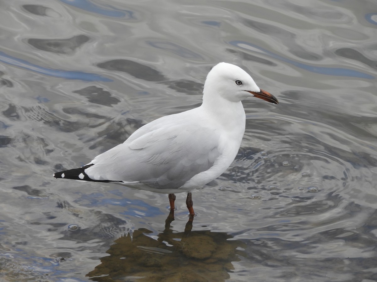 Silver Gull - Charles Silveira