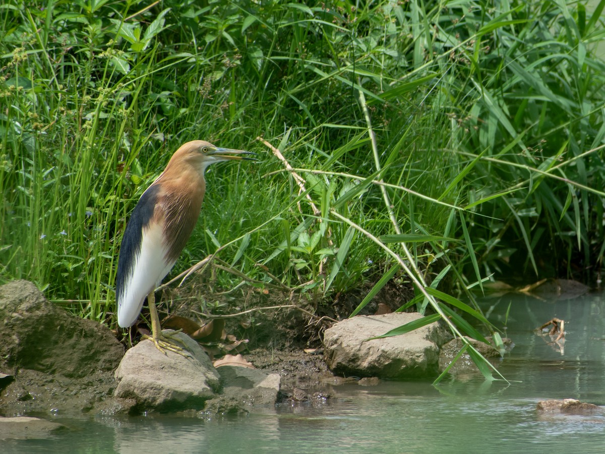 Javan Pond-Heron - ML615528208