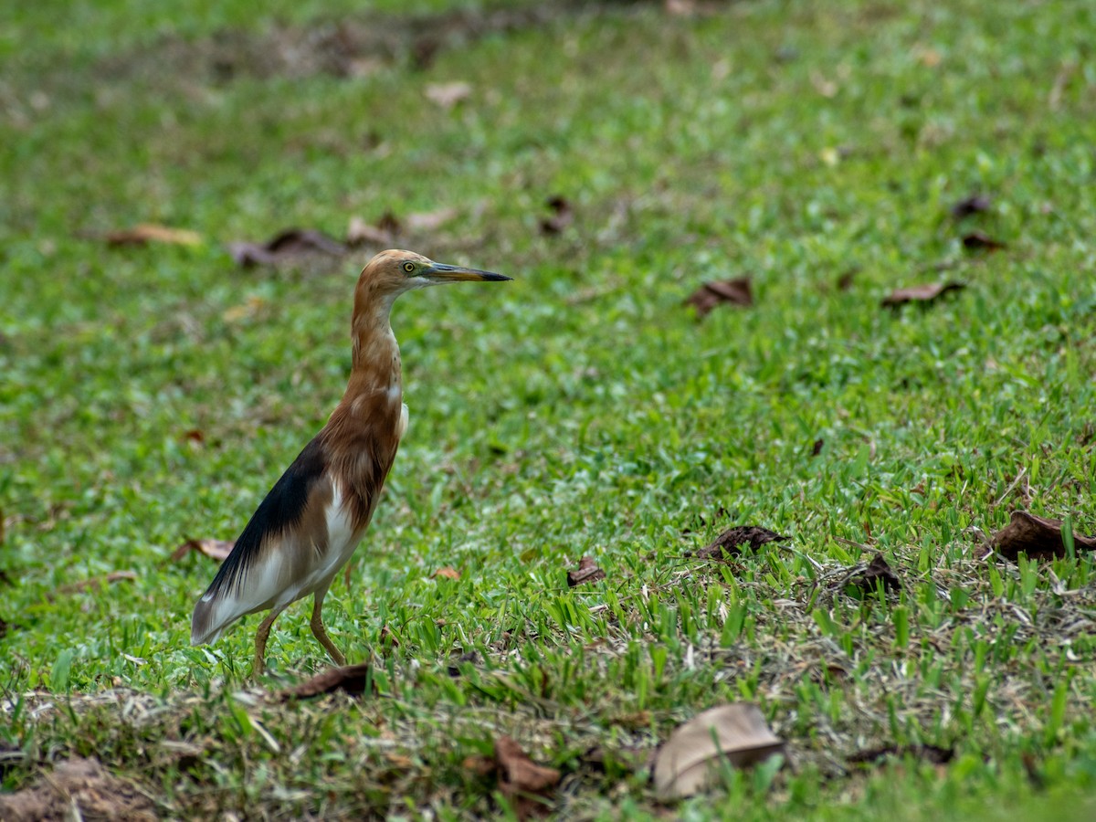 Javan Pond-Heron - ML615528212