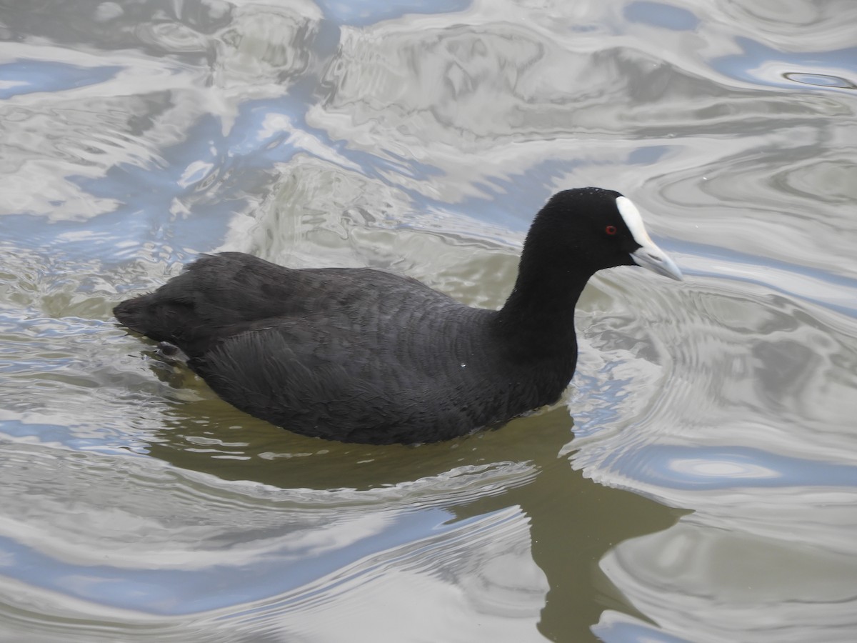 Eurasian Coot - Charles Silveira