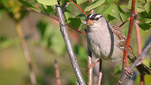 White-crowned Sparrow (oriantha) - ML615528231