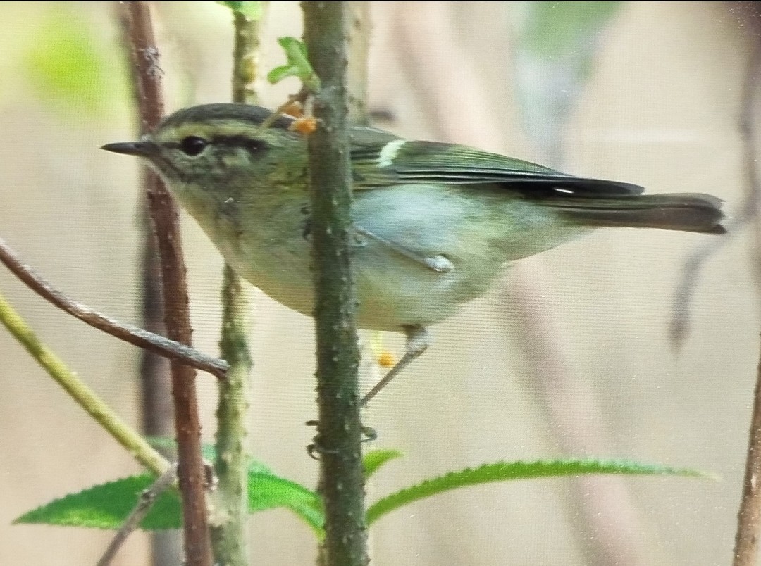 Sichuan Leaf Warbler - ML615528290