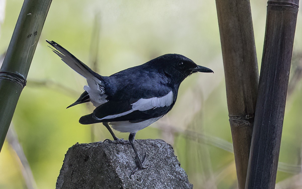 Oriental Magpie-Robin - ML615528294