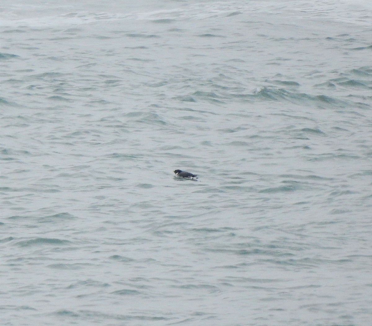 Ancient Murrelet - ML615528296