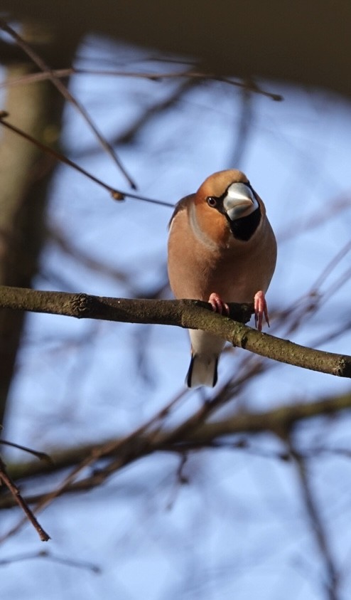 臘嘴雀 - ML615528311
