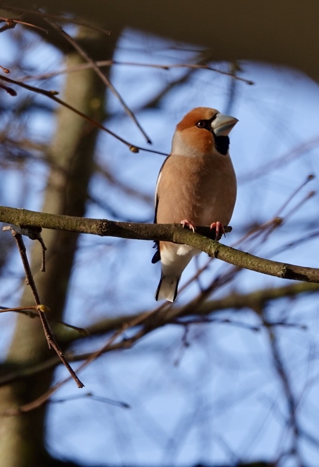 臘嘴雀 - ML615528312