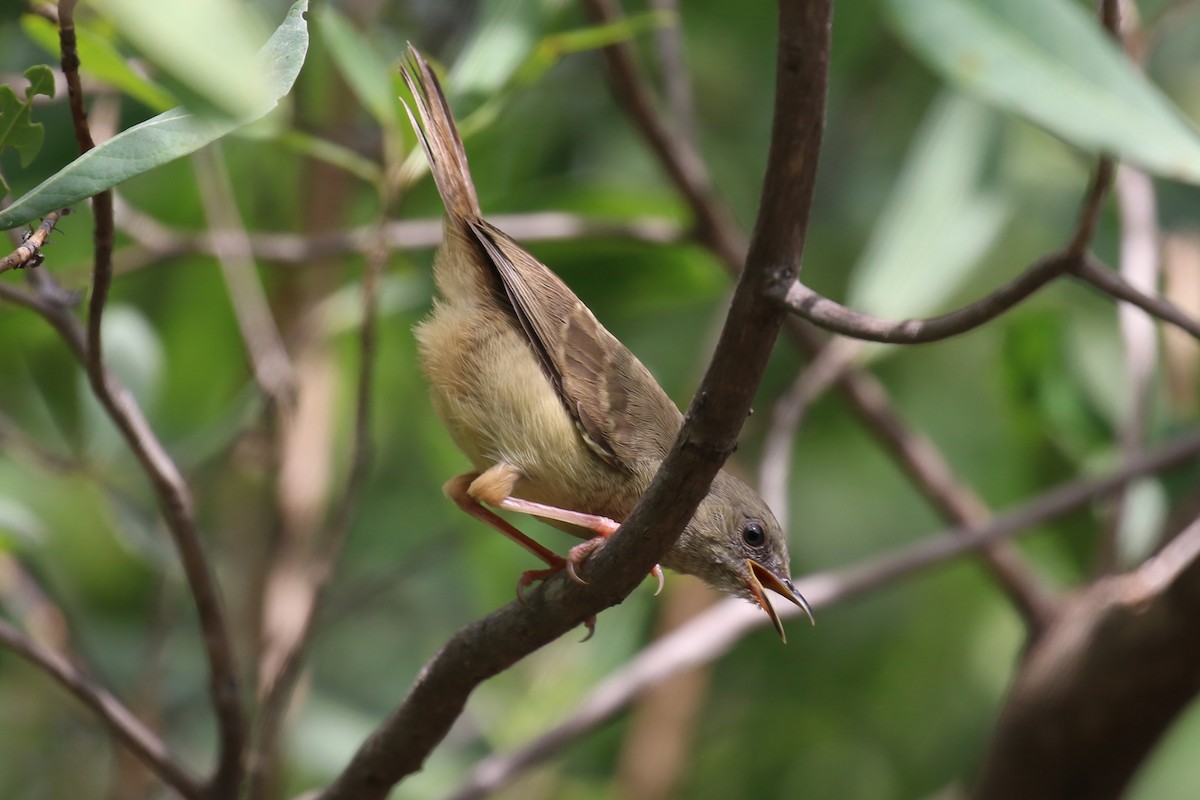 Little Greenbul - Fikret Ataşalan