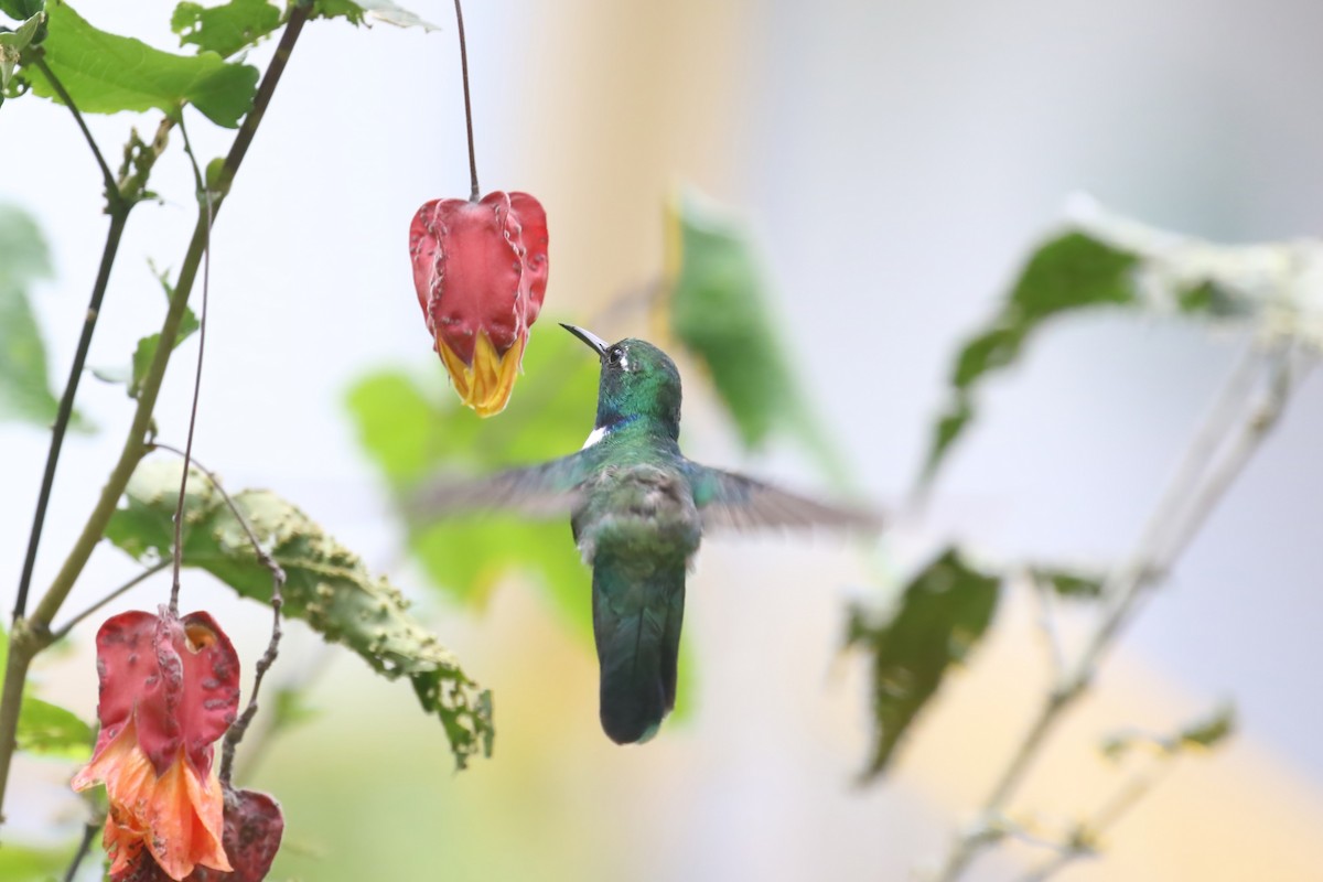 kolibřík bělohrdlý - ML615528414