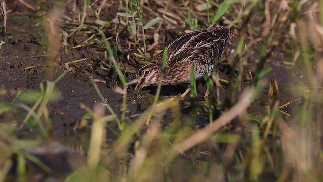 Wilson's Snipe - ML615528454