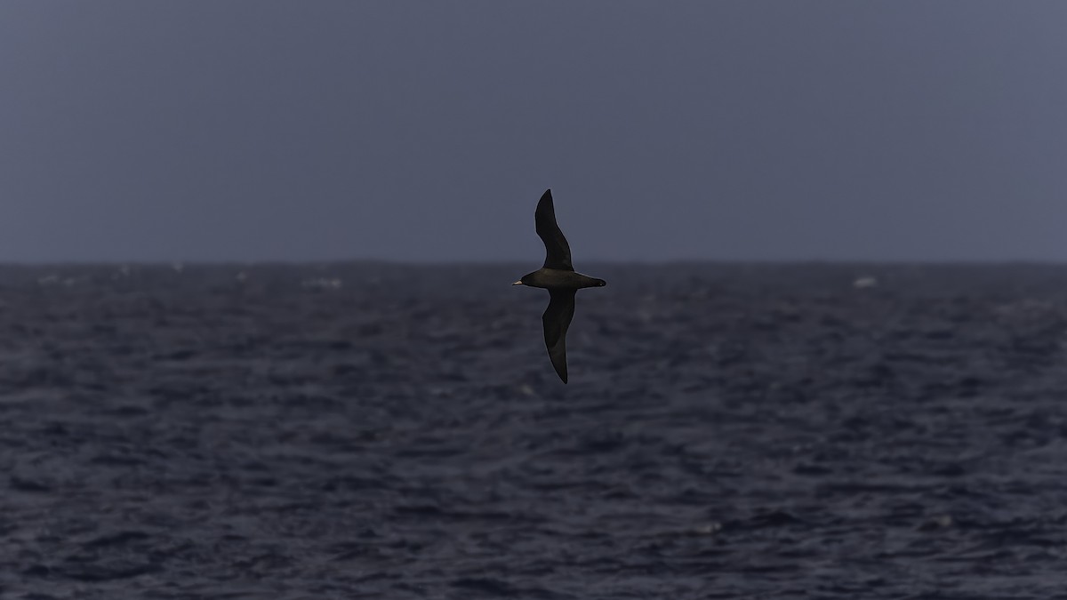 Flesh-footed Shearwater - Markus Craig