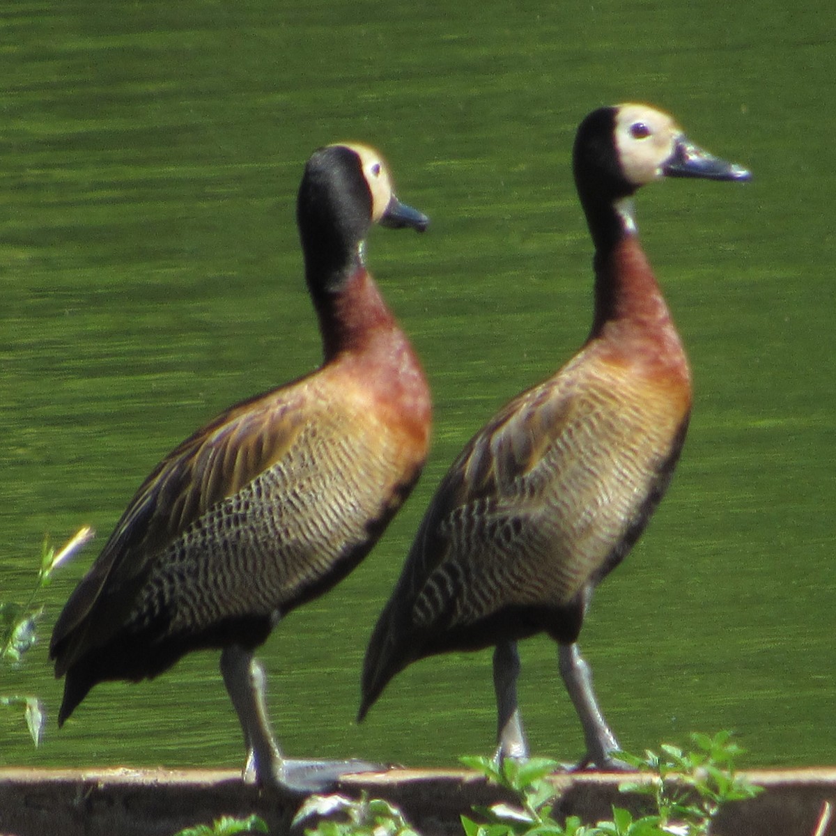 White-faced Whistling-Duck - ML615528476