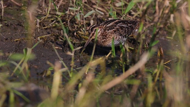 Wilson's Snipe - ML615528478