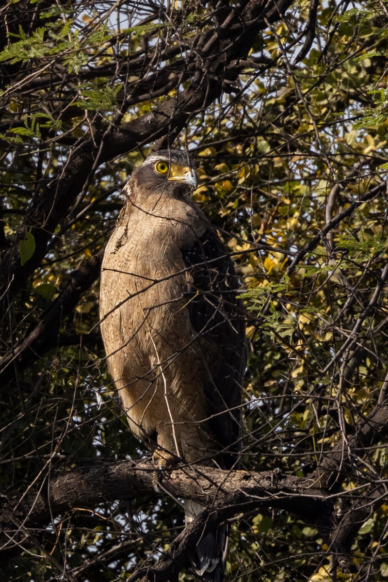 Crested Serpent-Eagle - ML615528479