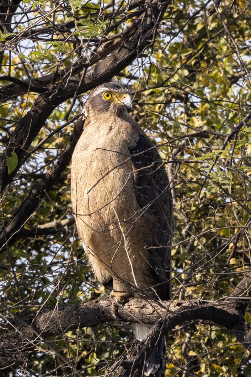 Crested Serpent-Eagle - ML615528480