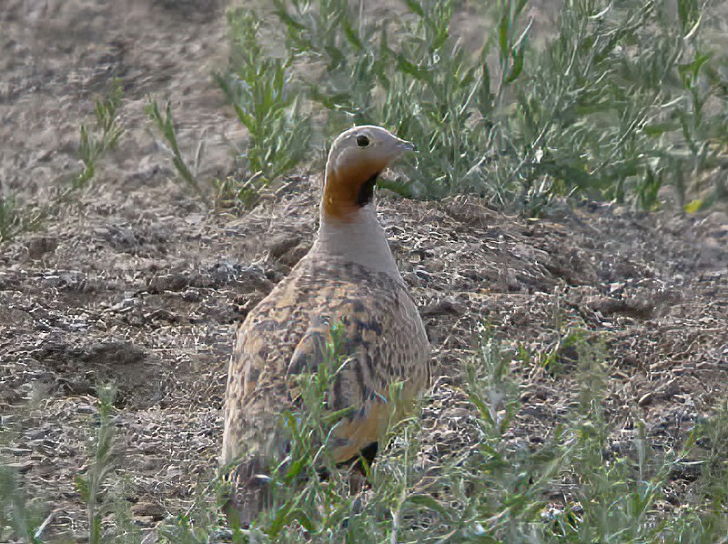 Black-bellied Sandgrouse - ML615528545