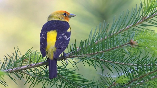 Western Tanager - ML615528574