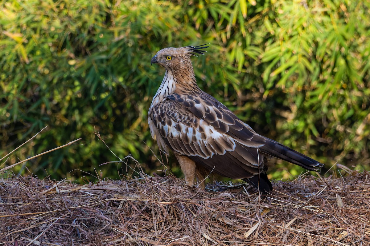 Changeable Hawk-Eagle (Crested) - Rajat Chordia