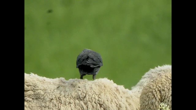 Eurasian Jackdaw - ML615528579