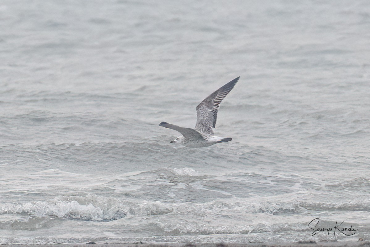 Lesser Black-backed Gull - Soumya Kundu