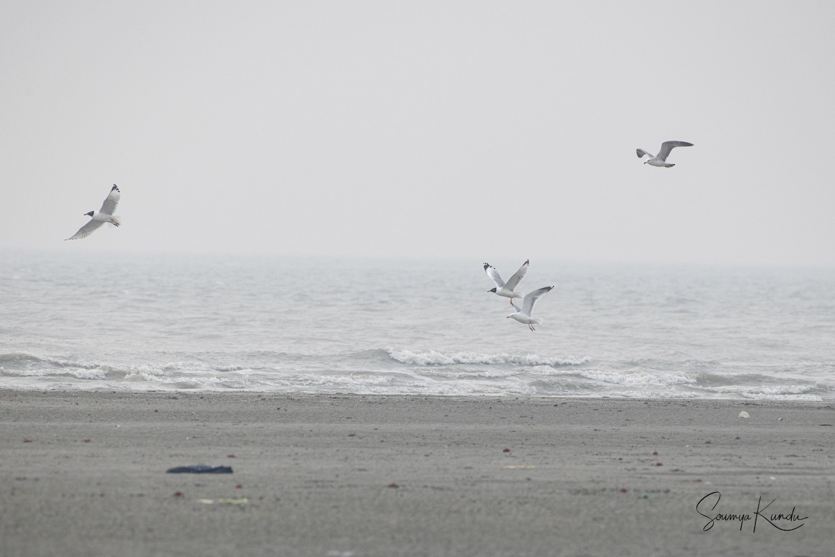 Lesser Black-backed Gull - ML615528581