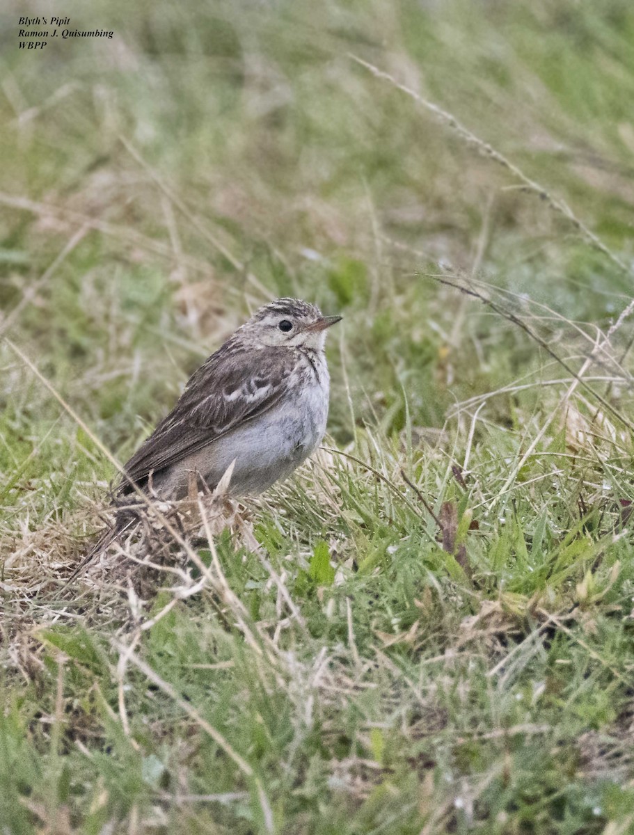 Blyth's Pipit - ML615528594