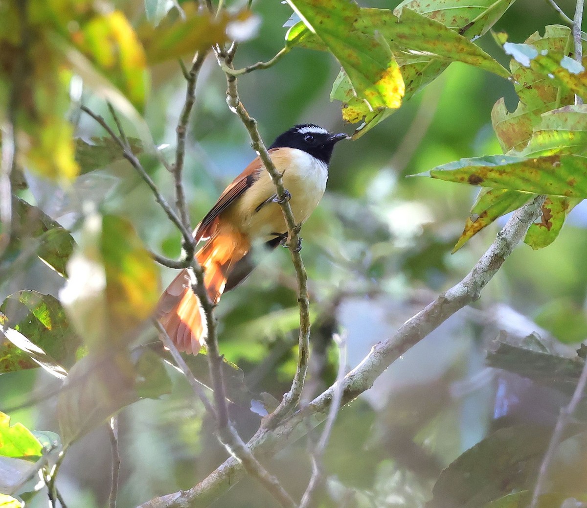 Black-and-cinnamon Fantail - Mika Ohtonen