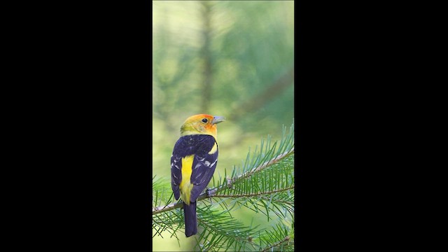 Western Tanager - ML615528623