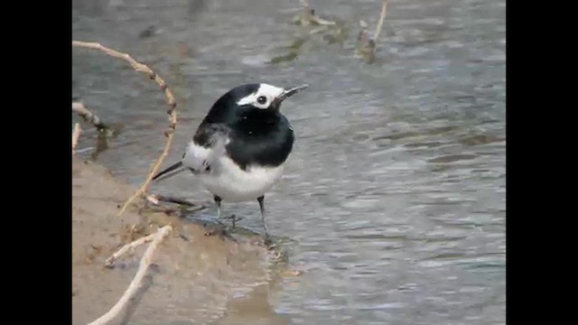 White Wagtail (Masked) - ML615528630