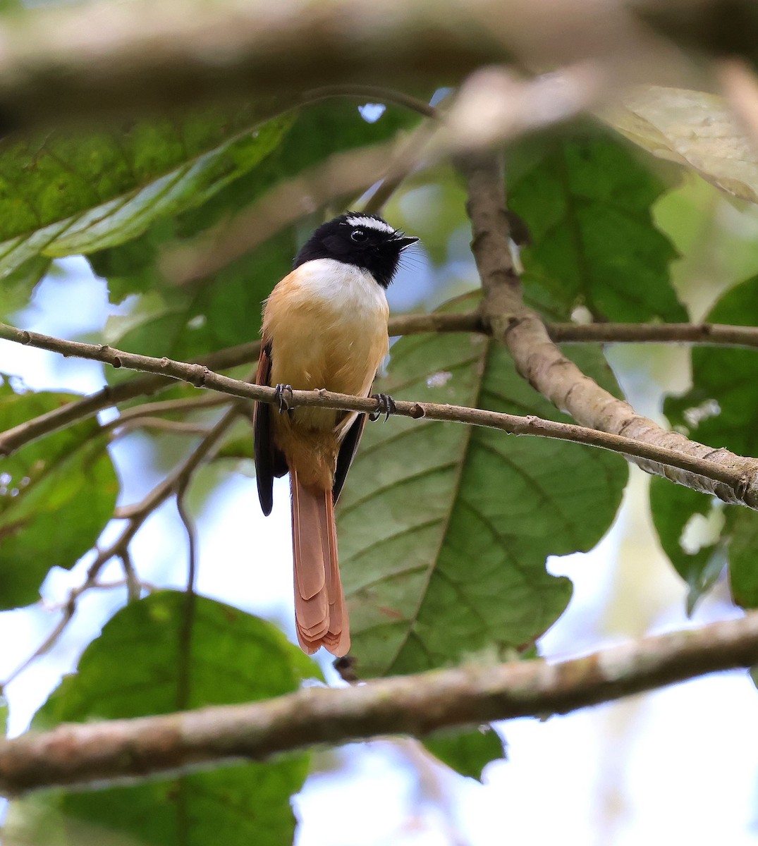 Black-and-cinnamon Fantail - Mika Ohtonen