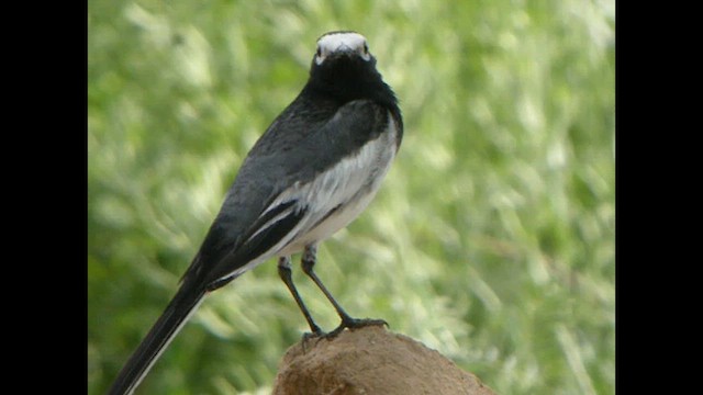 White Wagtail (Masked) - ML615528634