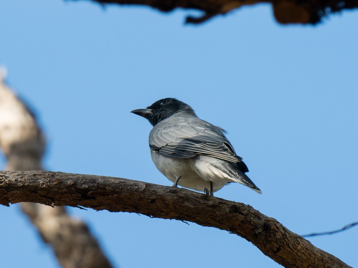 Black-faced Cuckooshrike - Ed Rice