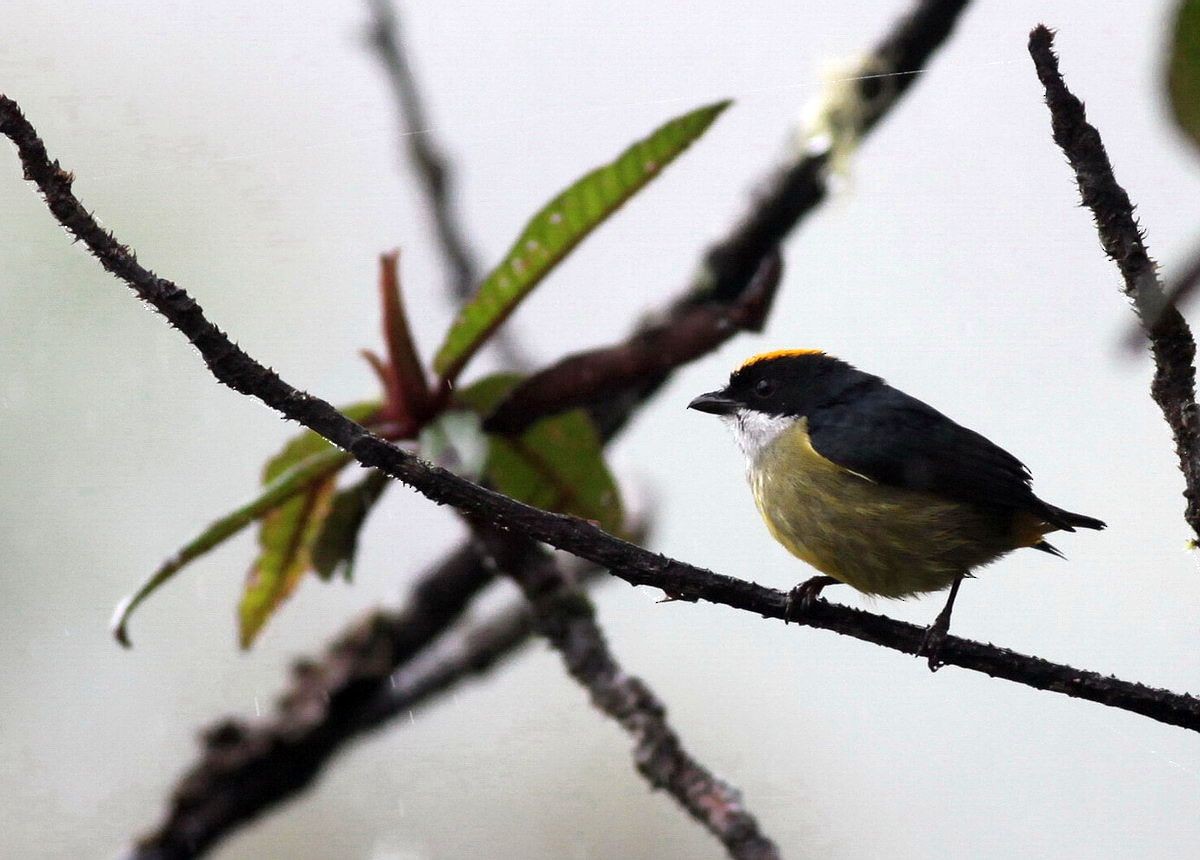 Yellow-crowned Flowerpecker - ML615528650