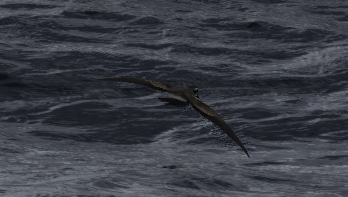 White-faced Storm-Petrel - Markus Craig