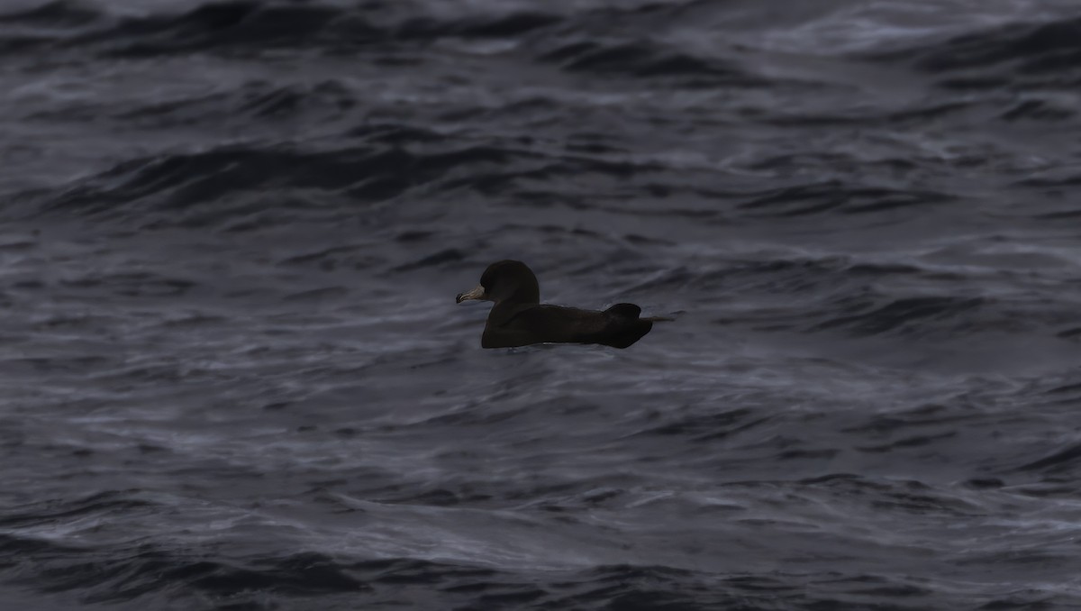 Flesh-footed Shearwater - Markus Craig