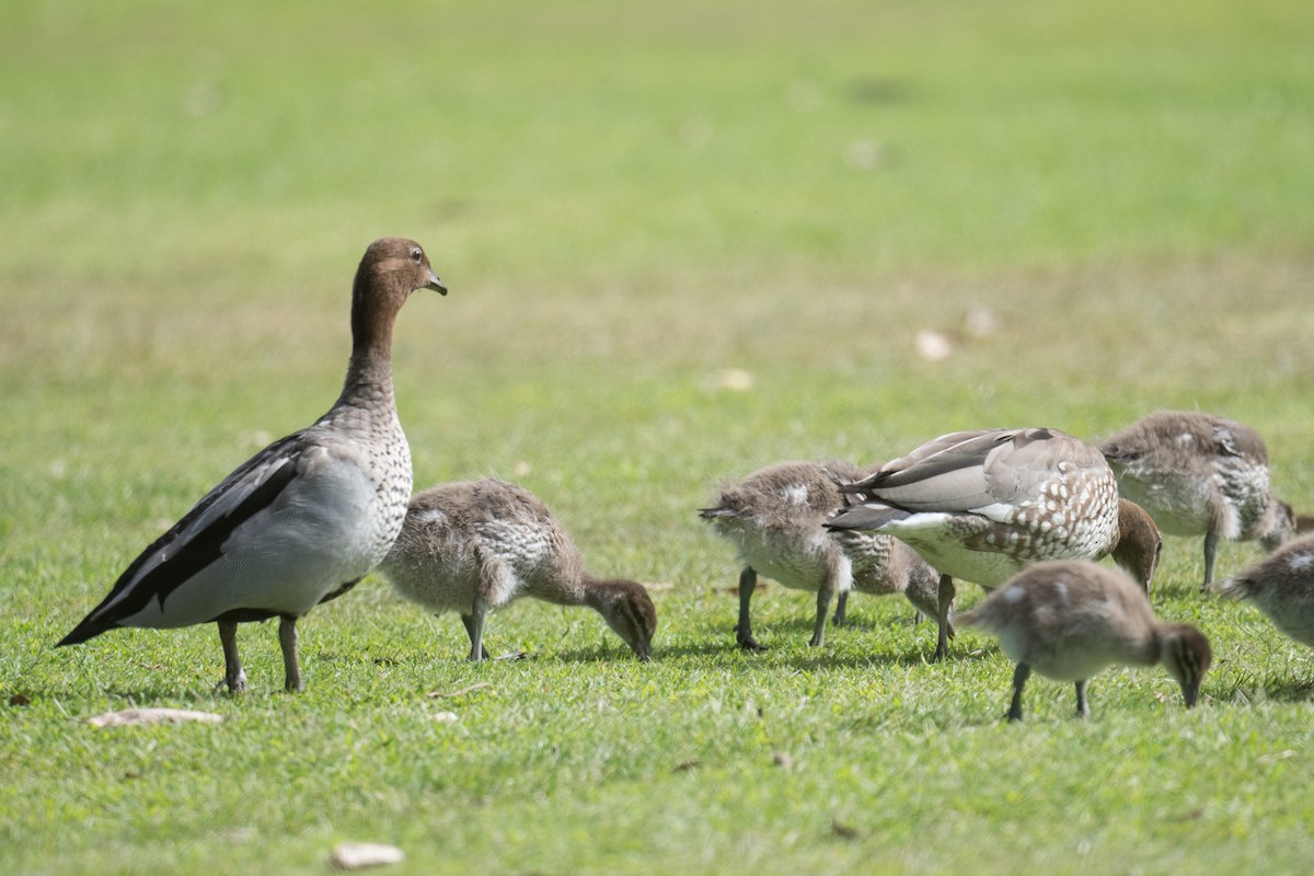 Canard à crinière - ML615528838