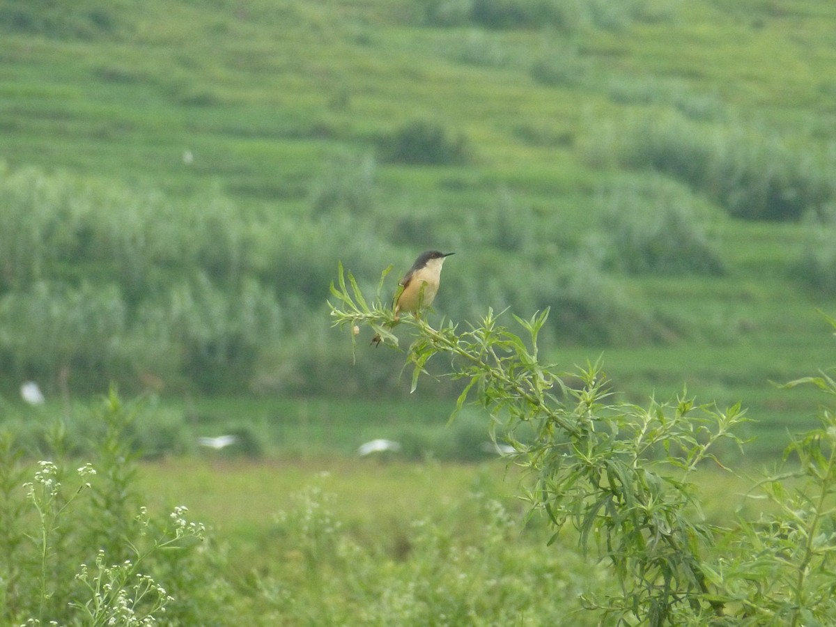 Ashy Prinia - ML615528840