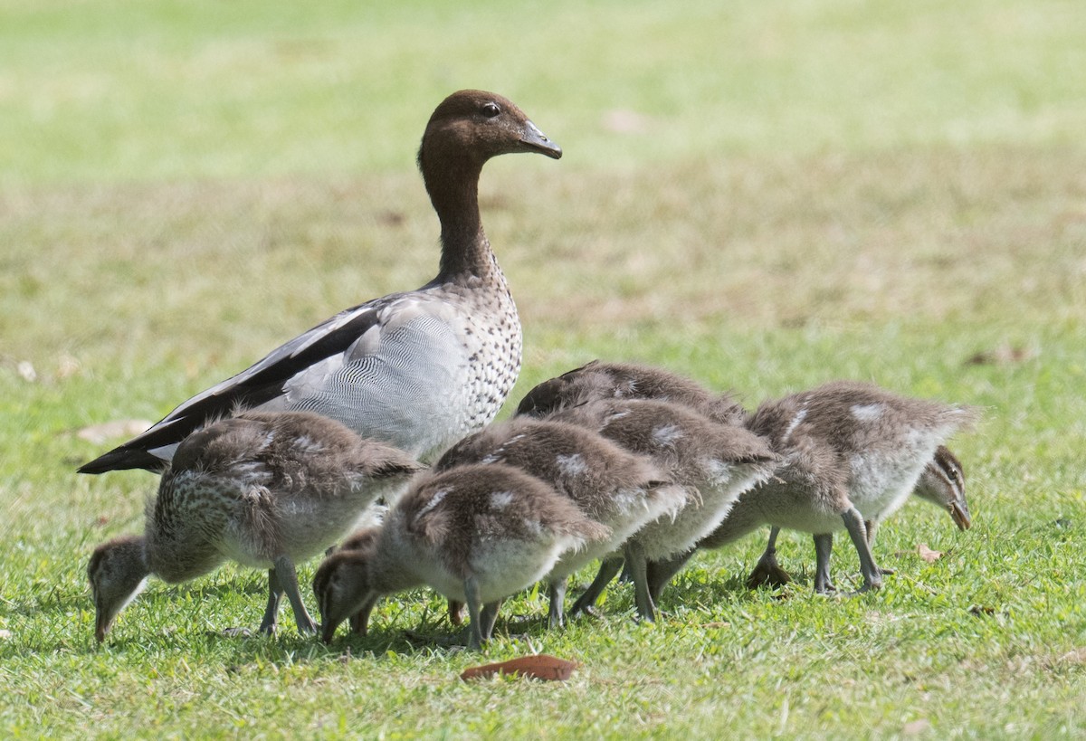 Maned Duck - John Daniels