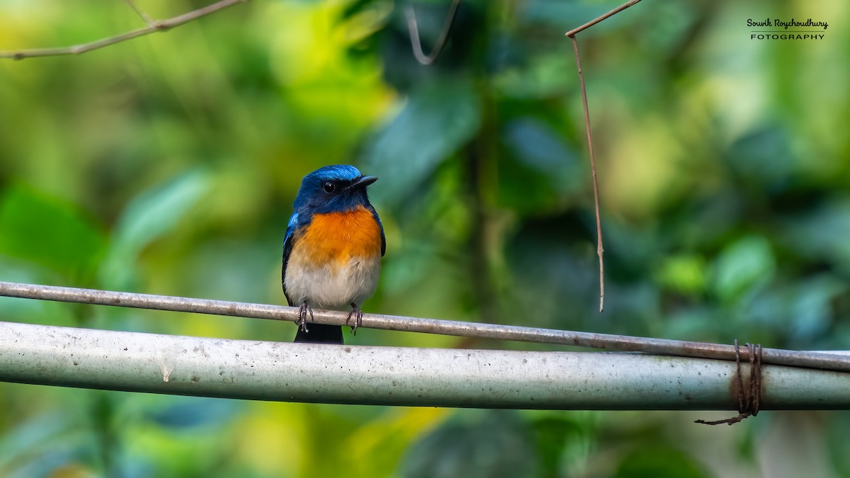 Blue-throated Flycatcher - Souvik Roychoudhury