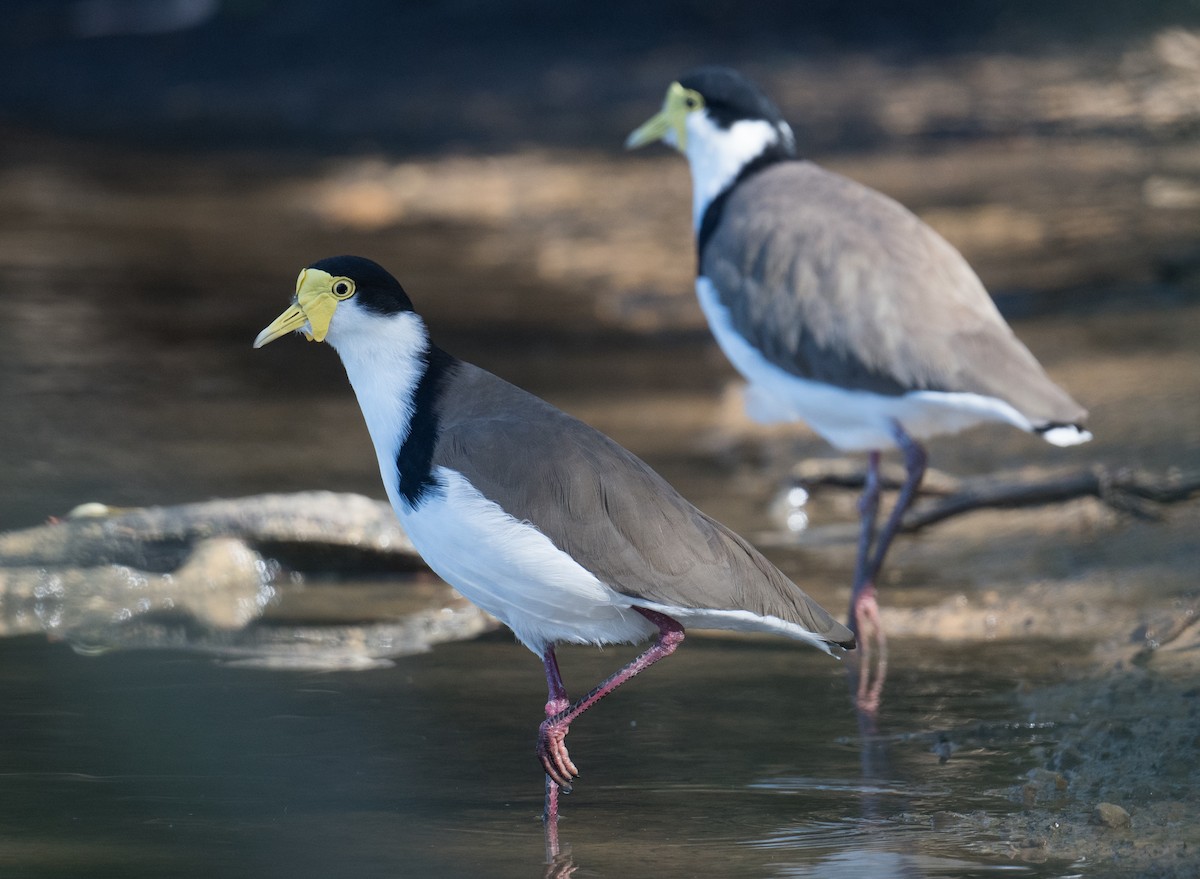 Masked Lapwing - John Daniels