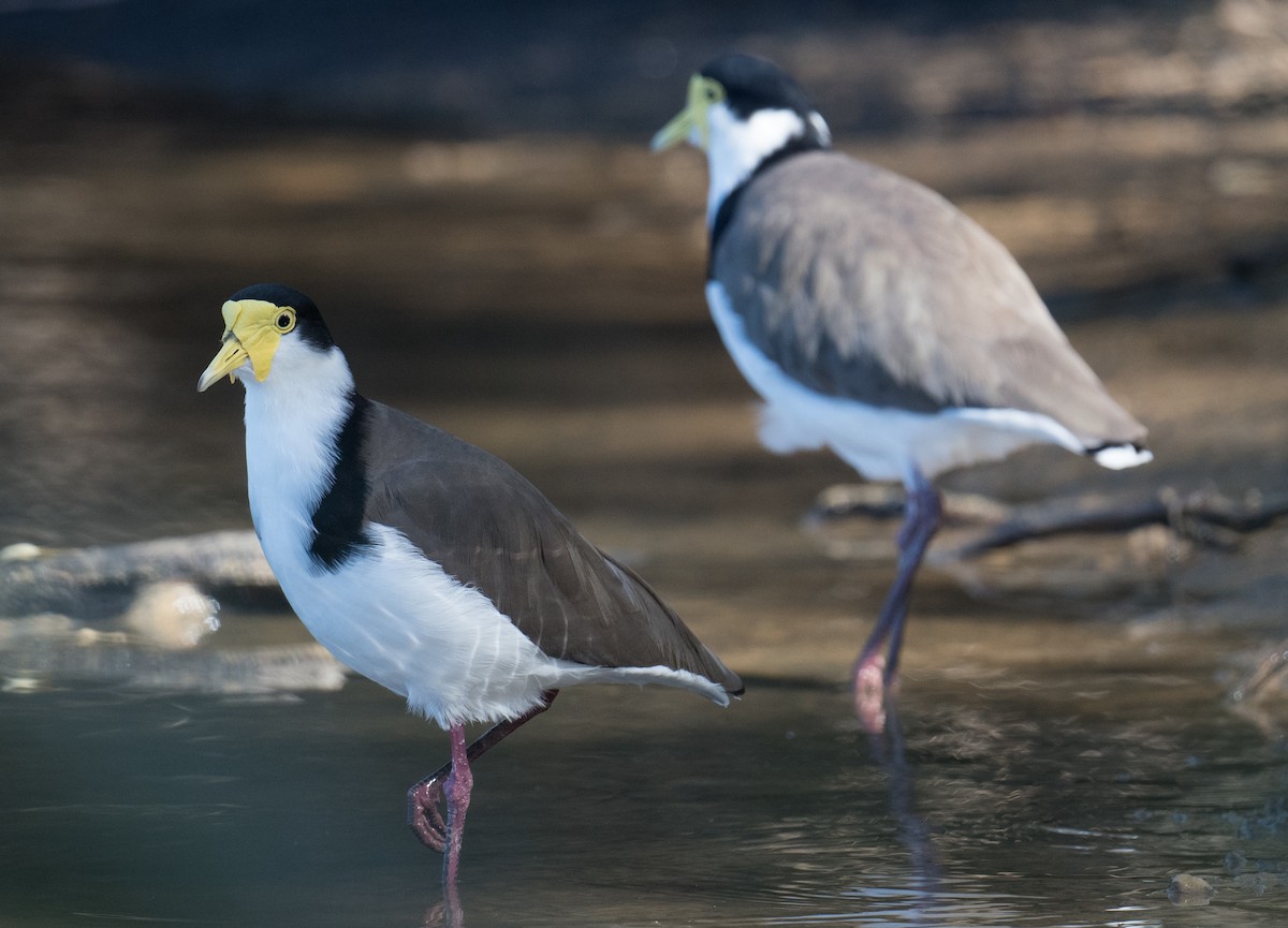 Masked Lapwing - John Daniels