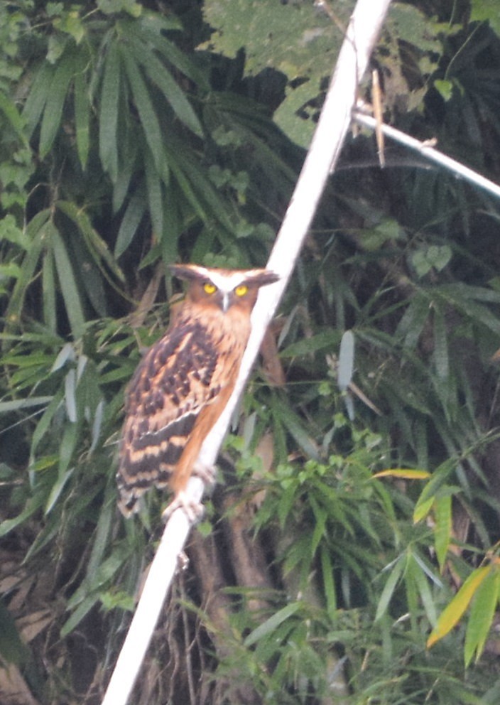 Buffy Fish-Owl - ML615528917